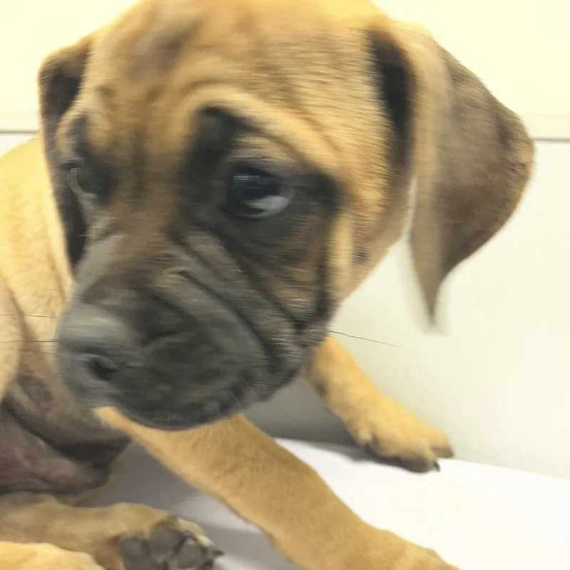 A baby small-sized male Yellow / Tan / Blond / Fawn Boxer dog named Simpson for adoption in Tampa, FL
