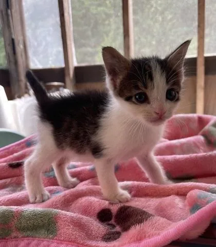 A baby small-sized male Domestic Short Hair cat named Lord for adoption in Voorhees, NJ