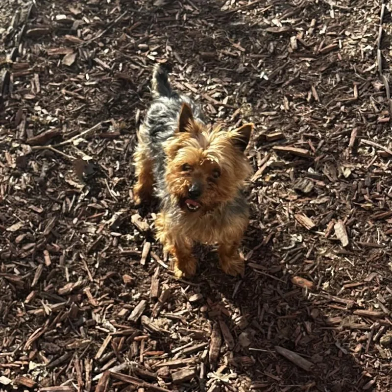 Cracker Jack thumbnail 2