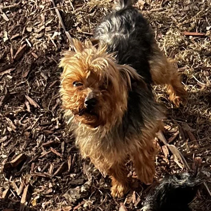 Cracker Jack thumbnail 3