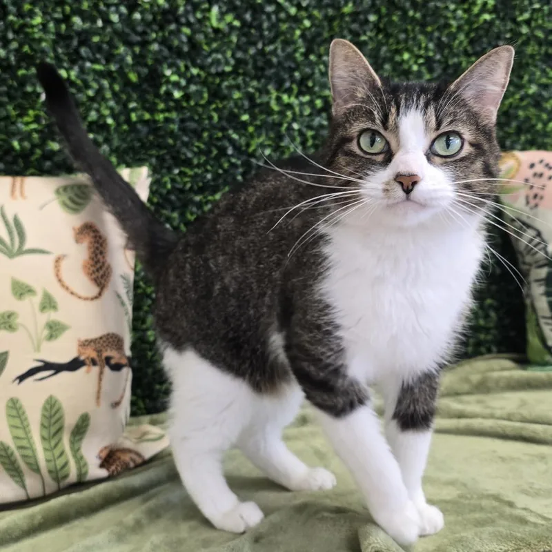A senior medium-sized female Brown / Chocolate Domestic Short Hair cat named Patra for adoption in Nashville, TN