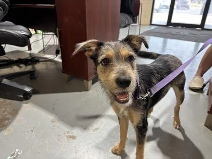 An adult small-sized male Terrier dog named Buckey for adoption in Harlingen, TX