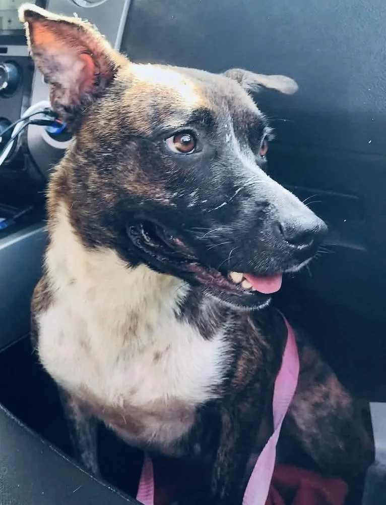 An adult medium-sized female Dutch Shepherd dog named Leah for adoption in Troy, AL