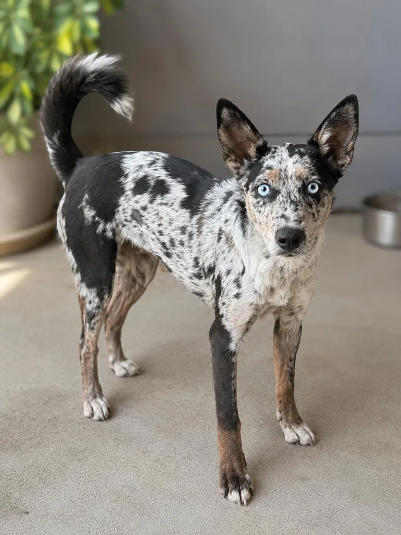 A baby medium-sized female Australian Shepherd dog named Tulip for adoption in Corona, CA