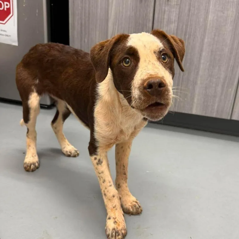 A baby medium-sized female Brown / Chocolate Cattle Dog dog named Olive for adoption in Rocky Mount, VA