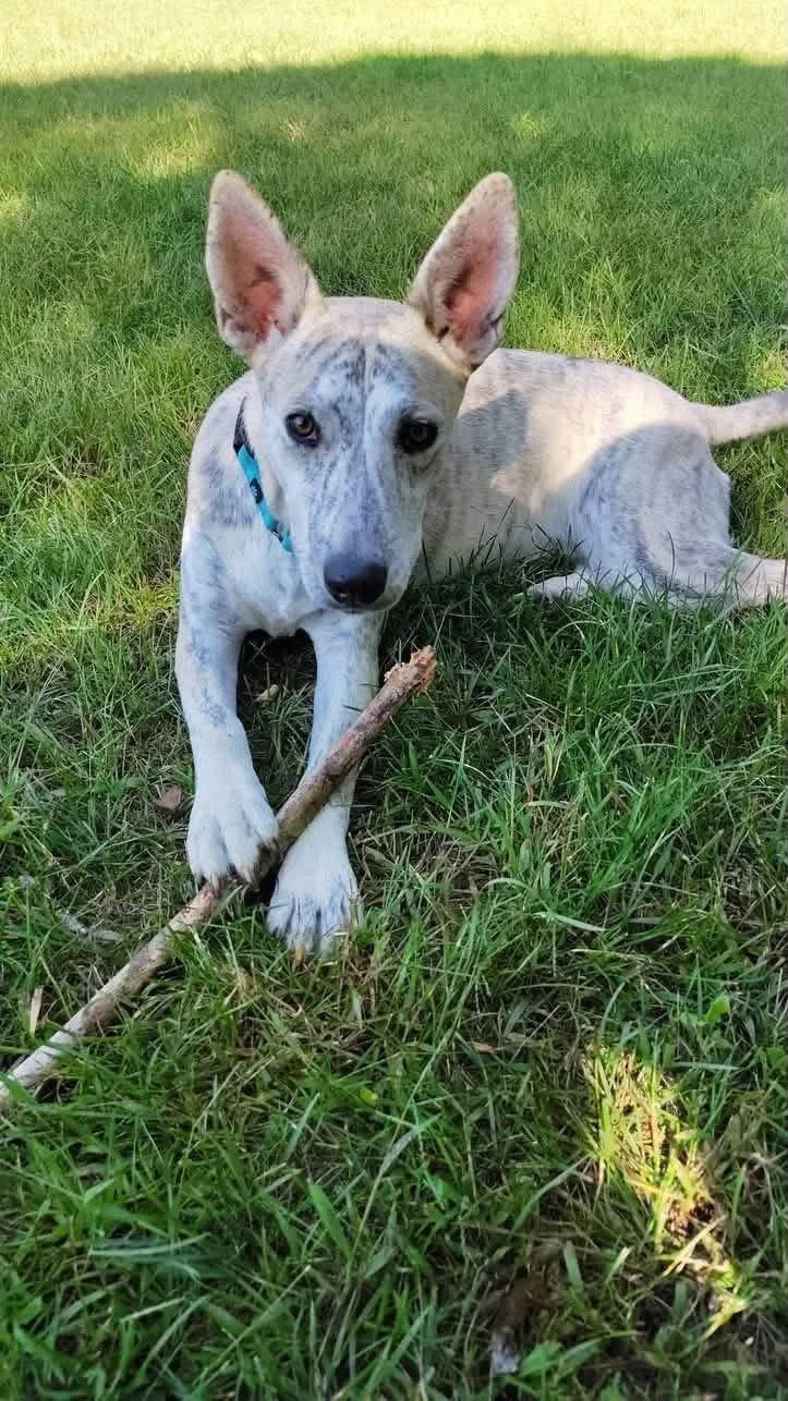 A young medium-sized female Siberian Husky dog named Sugar for adoption in New London, WI