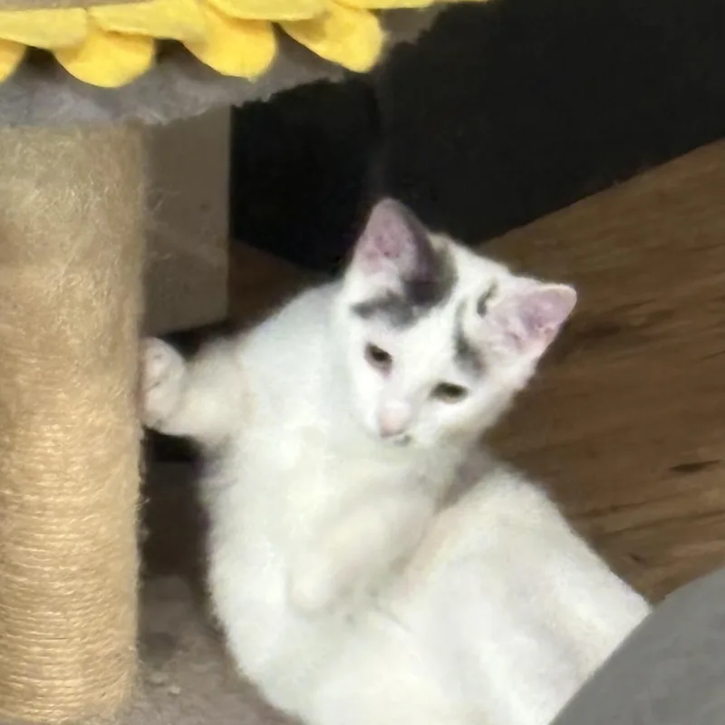 A young medium-sized male White Turkish Van cat named Carl for adoption in Columbus, OH