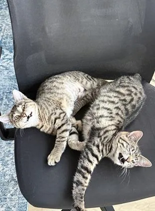 A young small-sized male Brown / Chocolate Domestic Short Hair cat named Hermes for adoption in San Francisco, CA