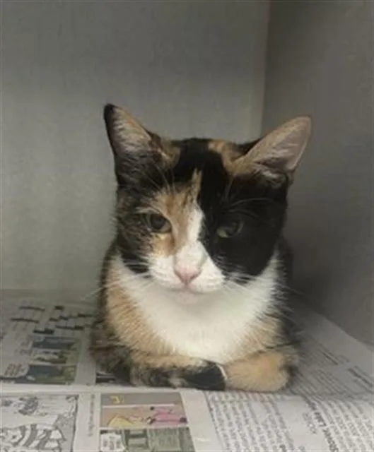 A young extra large-sized female Domestic Short Hair cat named Tigress for adoption in Dallas, TX