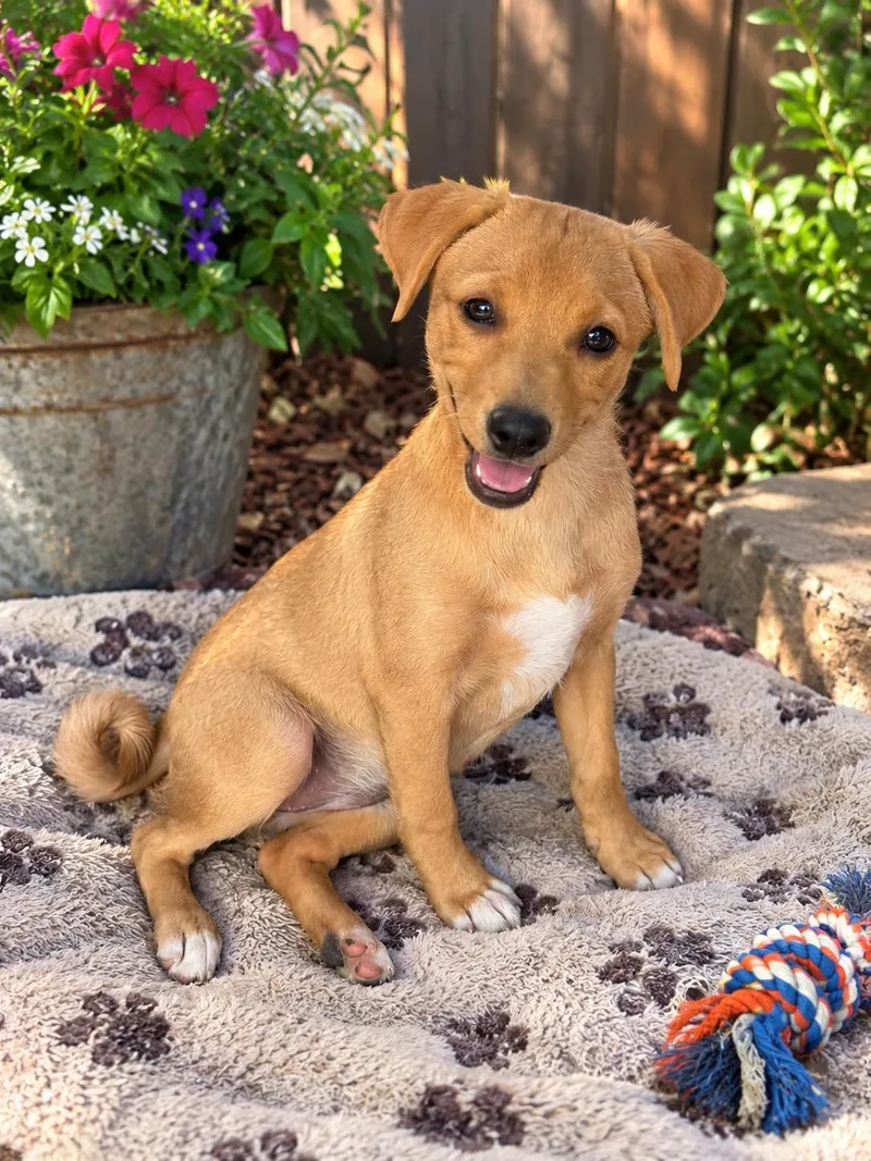 A baby small-sized female Dachshund dog named Maggie for adoption in Orange, CA