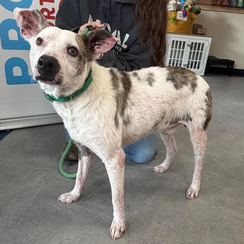 An adult medium-sized male Mixed Breed dog named Ace for adoption in Morrisville, VT