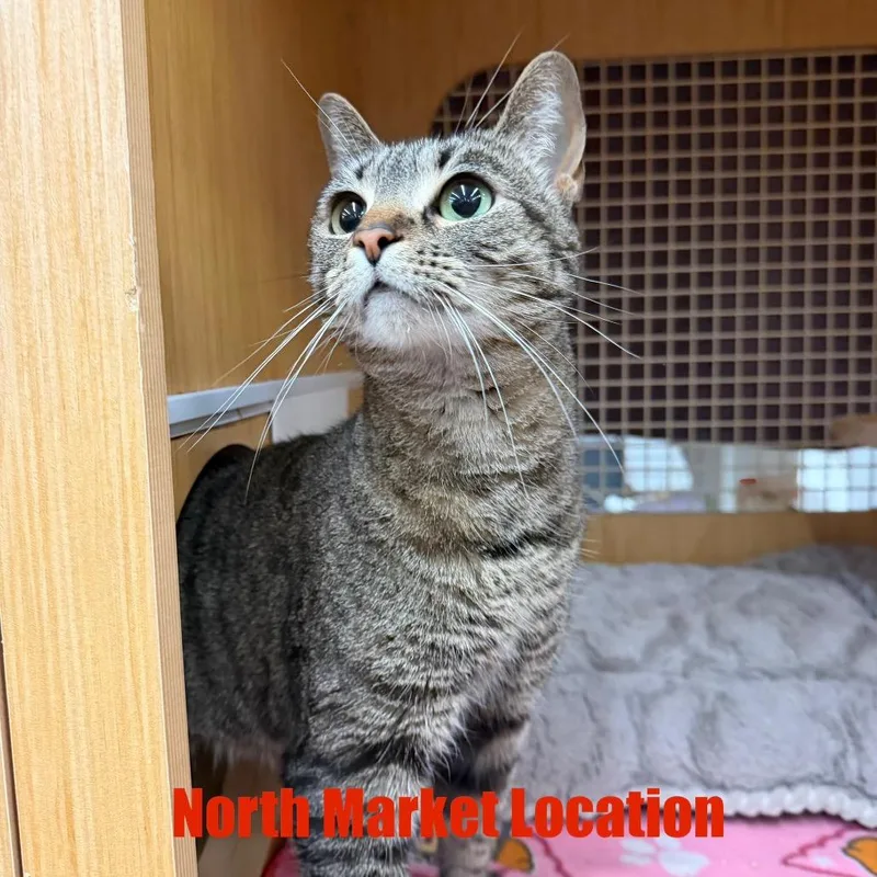 An adult small-sized female Gray / Blue / Silver Domestic Short Hair cat named Nala for adoption in Raleigh, NC