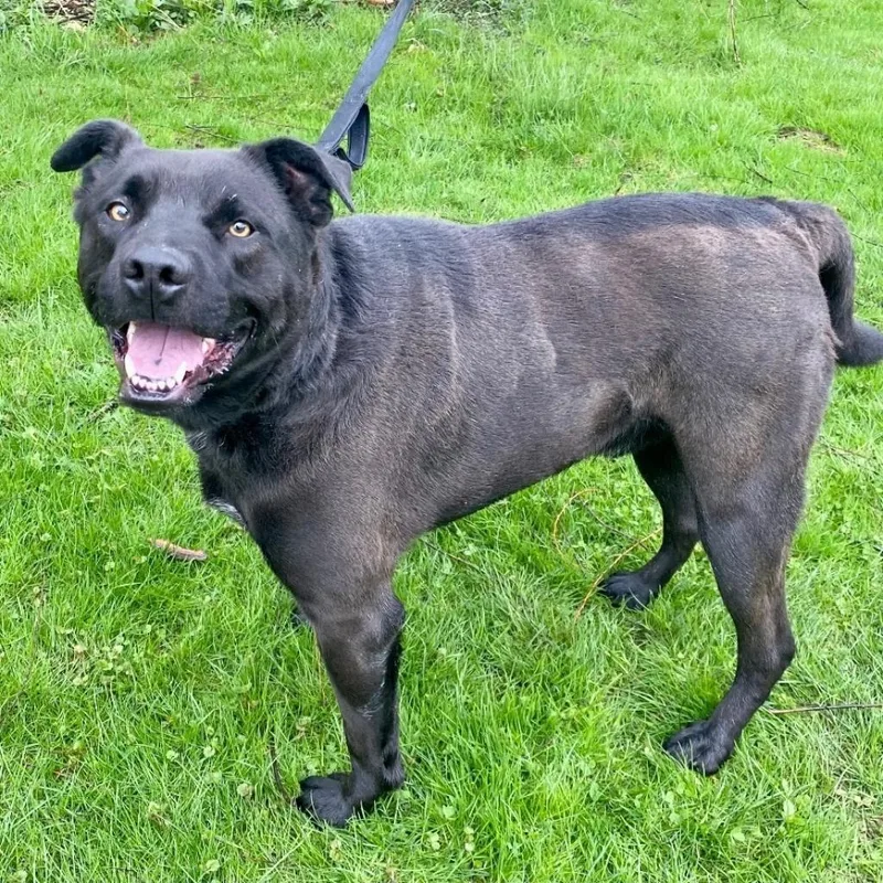 Angus thumbnail 3