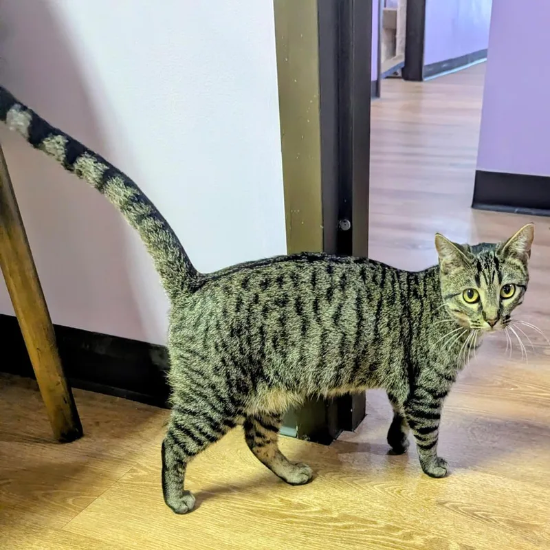 A young medium-sized female Brown / Chocolate Domestic Short Hair cat named Maude for adoption in Springfield, IL