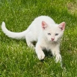 A baby small-sized female White Domestic Short Hair cat named Sassy for adoption in Othello, WA