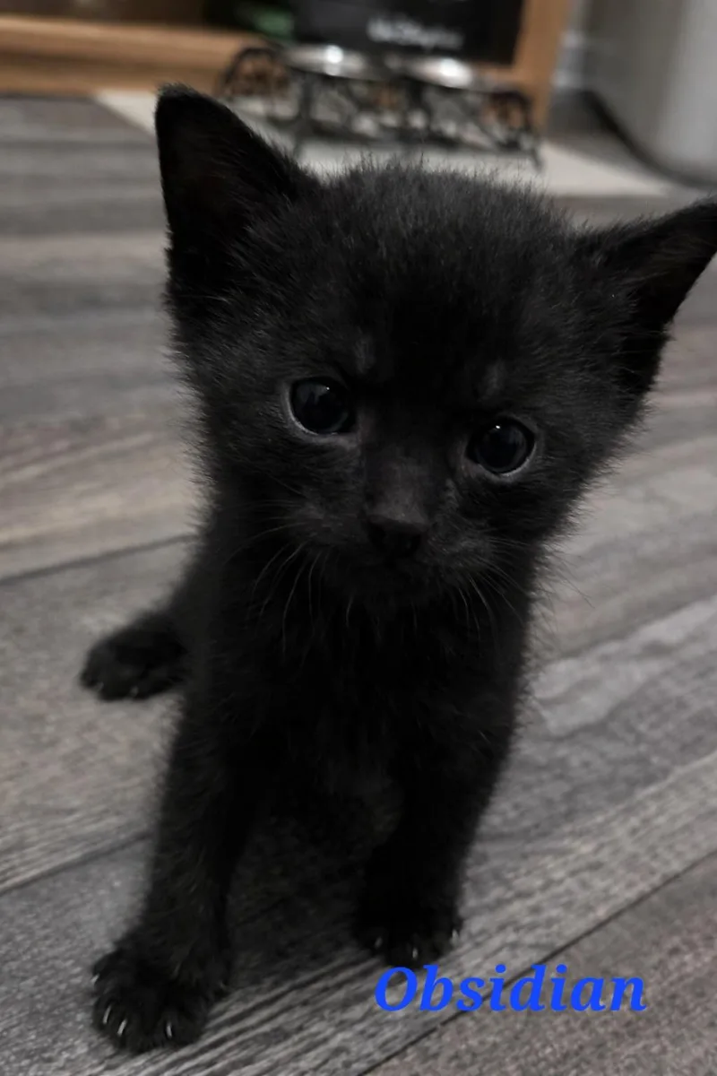 A baby small-sized male Domestic Short Hair cat named Obsidian for adoption in merrillville, IN