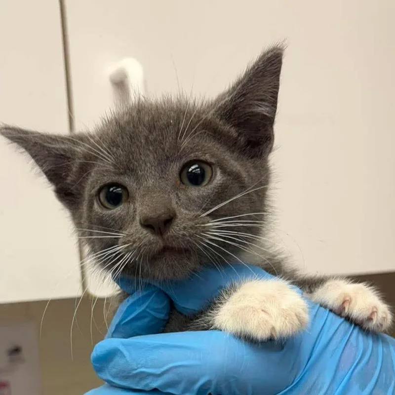 A baby small-sized female Gray / Blue / Silver Domestic Short Hair cat named Diva for adoption in Bastrop, TX