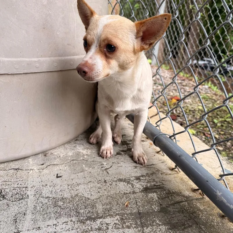 A young small-sized male Yellow / Tan / Blond / Fawn Chihuahua dog named Mack for adoption in Franklin, NC