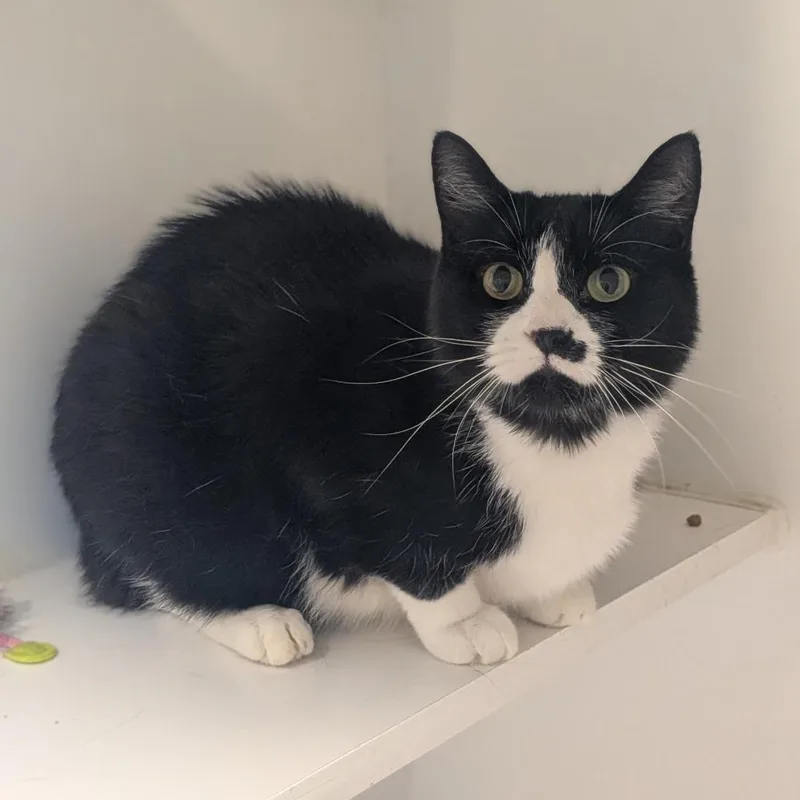 An adult small-sized female Black Domestic Short Hair cat named Tuxie for adoption in Prairie du Chien, WI