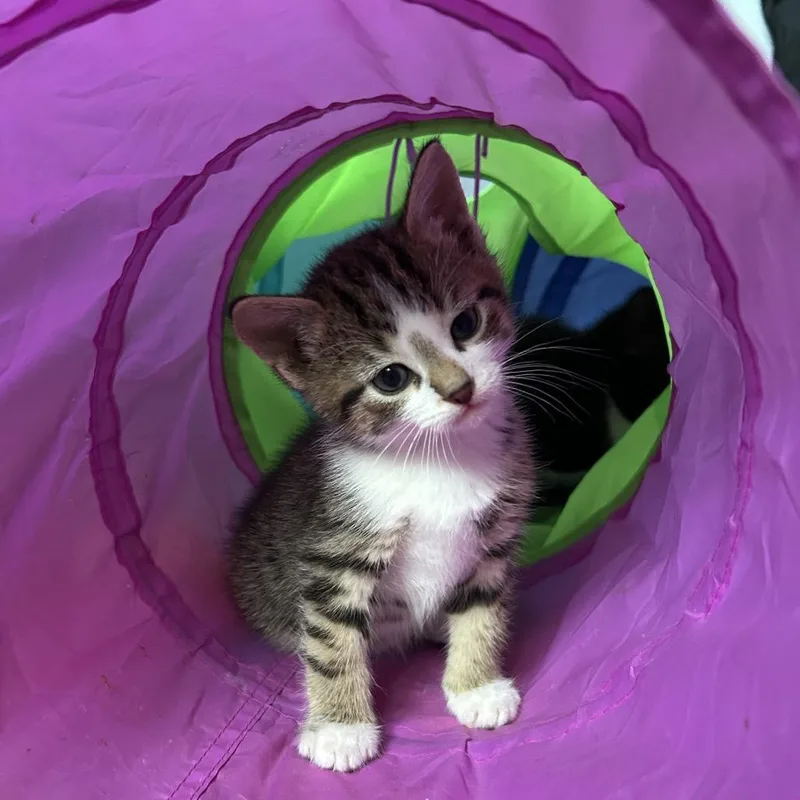 A baby small-sized male Brown / Chocolate Domestic Medium Hair cat named Mycroft for adoption in Ferndale, MI