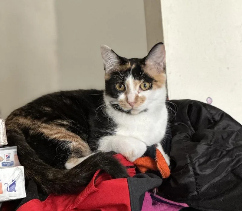 A baby small-sized female Black & White / Tuxedo Domestic Short Hair cat named Sprinkles for adoption in Chicago, IL