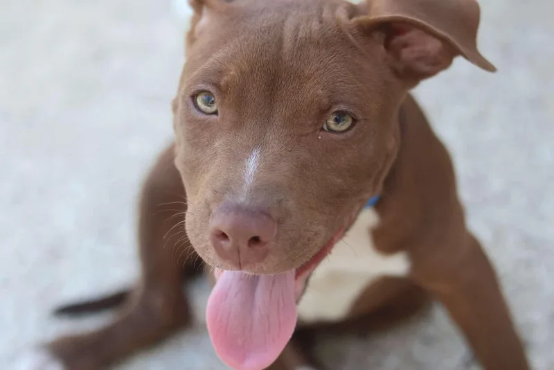 A baby medium-sized male Brown / Chocolate Mixed Breed dog named Manny for adoption in BONIFAY, FL