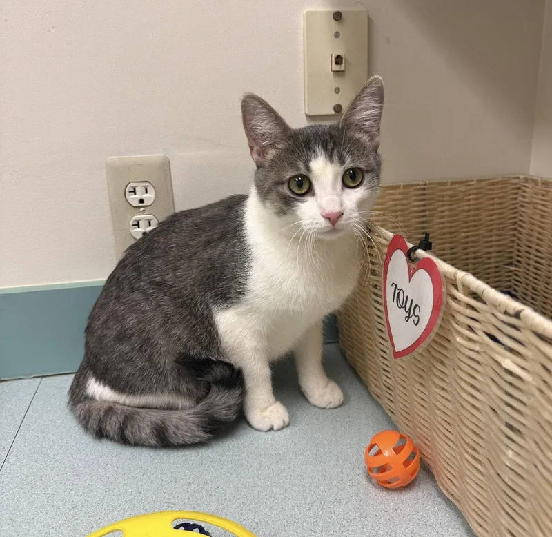 A baby medium-sized female Domestic Short Hair cat named Aubrey for adoption in Walled Lake, MI