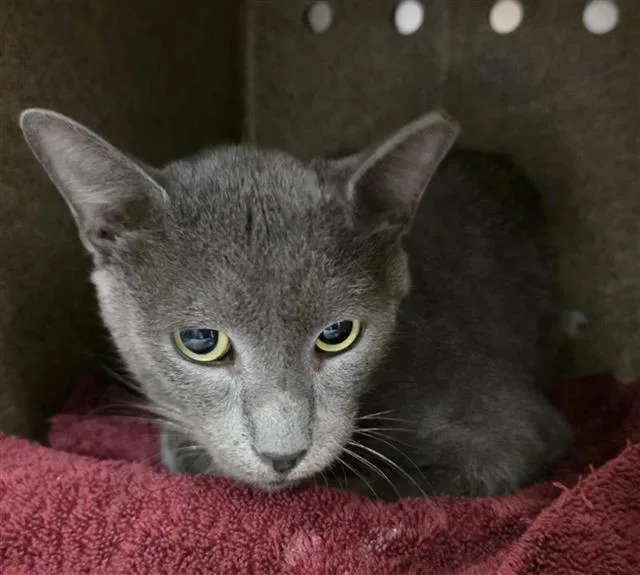 An adult small-sized male Domestic Short Hair cat named Pluto for adoption in San Antonio, TX