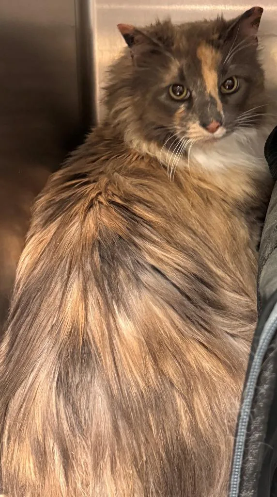Cinnamon