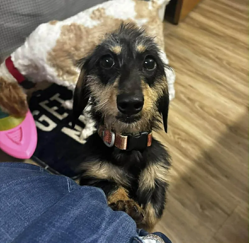A young small-sized female Dachshund dog named Roxi for adoption in Sioux Falls, SD