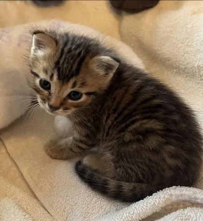 A baby small-sized male Tabby (Gray / Blue / Silver) Domestic Short Hair cat named Jonah for adoption in Bishop, GA