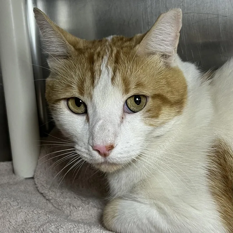 An adult large-sized male White Domestic Short Hair cat named Pumpkin for adoption in Palm Springs, CA