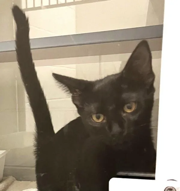 A baby medium-sized female Domestic Short Hair cat named Ranger for adoption in Stratham, NH