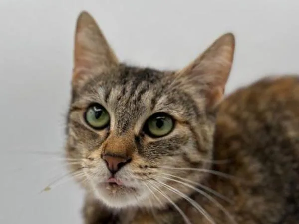 A young medium-sized female Domestic Short Hair cat named Opal for adoption in Portland, OR