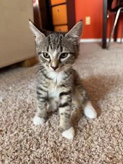 A baby medium-sized male Tabby (Brown / Chocolate) Domestic Short Hair cat named Aaron Samuels for adoption in Portland, OR