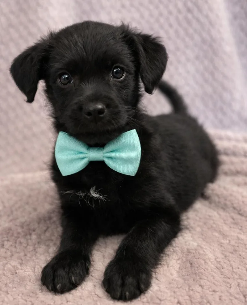 A baby small-sized male Black Chihuahua dog named Charlie for adoption in Lodi, CA