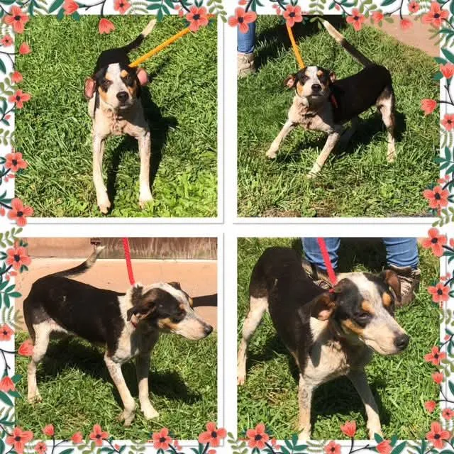 A young medium-sized female Tricolor (Brown, Black, & White) Mixed Breed dog named Hazan for adoption in Buckhannon, WV
