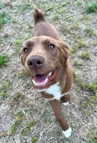 A baby medium-sized female Labrador Retriever dog named Pebbles for adoption in Mocksville, NC