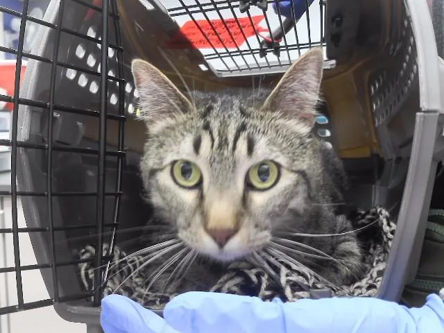 An adult small-sized male Domestic Short Hair cat named Bob for adoption in Omaha, NE