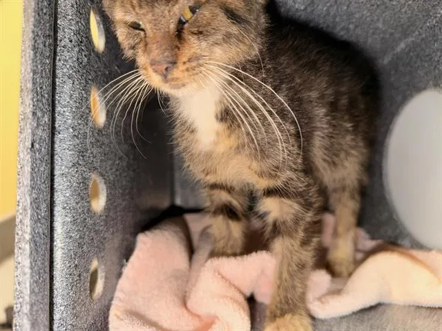 A baby small-sized female Domestic Short Hair cat named Juana for adoption in Tustin, CA