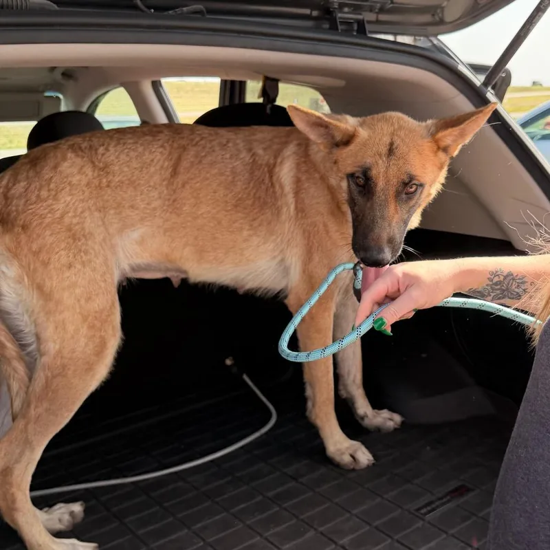 An adult medium-sized female Brown / Chocolate Shepherd dog named Haven for adoption in Tulsa, OK