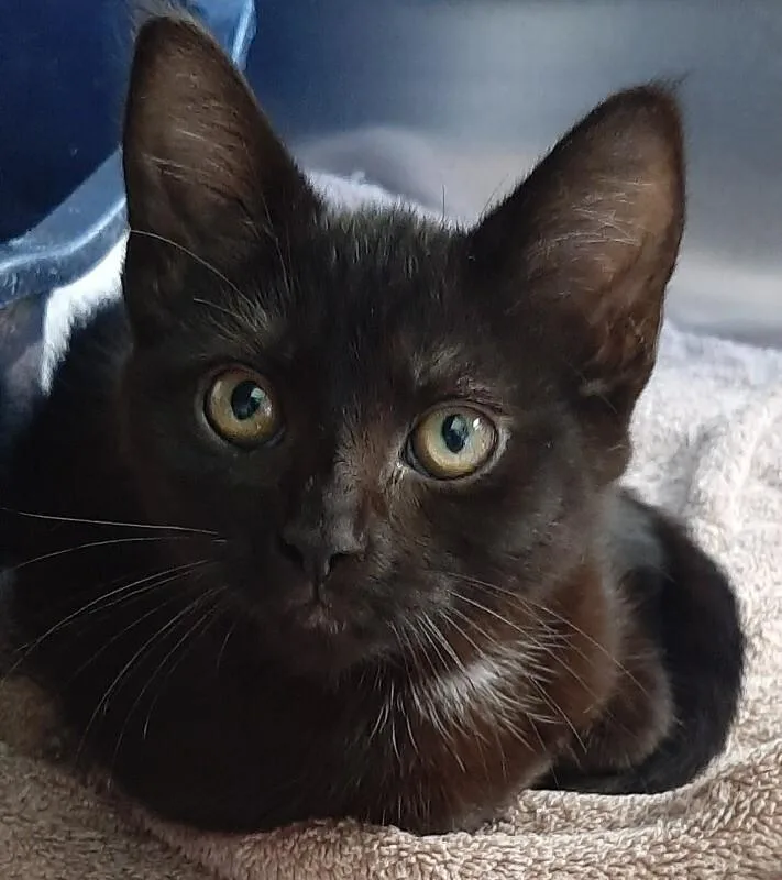 A baby medium-sized female Black Domestic Short Hair cat named Surf for adoption in Georgetown, OH