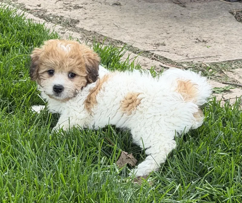 Sadie