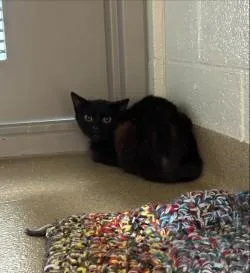 A young small-sized male Domestic Short Hair cat named Pearl for adoption in Longmont, CO
