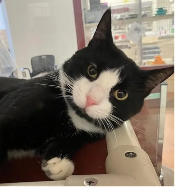 An adult medium-sized male Domestic Short Hair cat named Greg for adoption in Springfield, MA