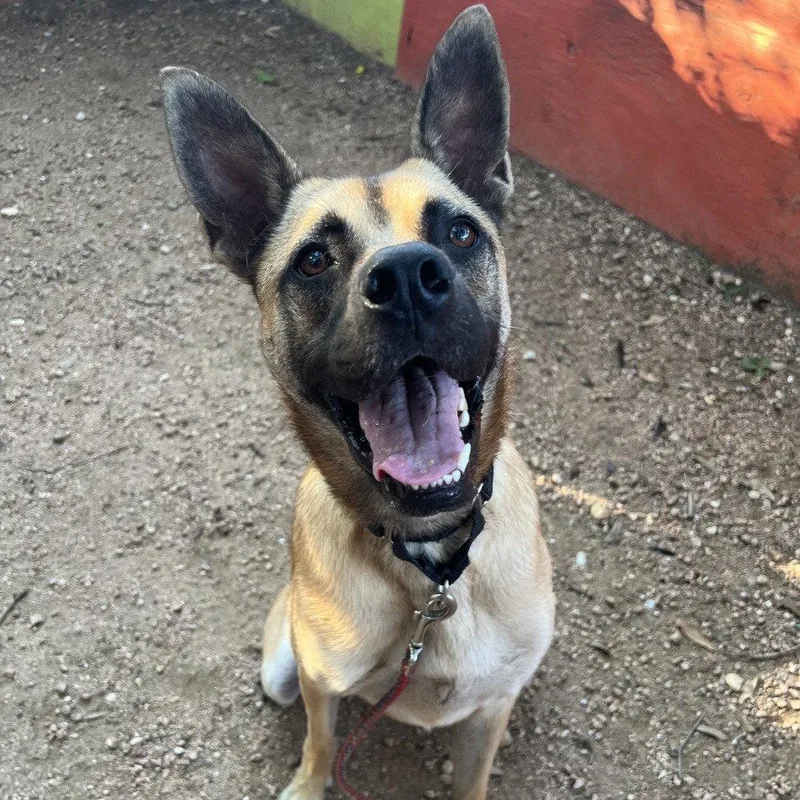 An adult large-sized male Belgian Shepherd / Malinois dog named Walt for adoption in Dallas, TX