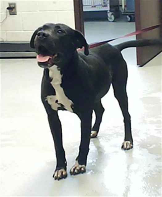 An adult large-sized male Pit Bull Terrier dog named Bando for adoption in Fayetteville, NC