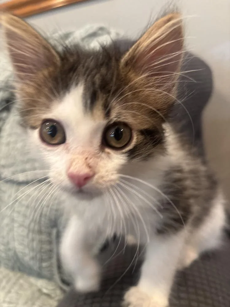 A baby small-sized male Black & White / Tuxedo Domestic Short Hair cat named Georgie for adoption in Omaha, NE