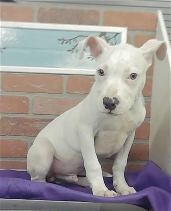 A baby small-sized male Staffordshire Bull Terrier dog named A for adoption in Houston, TX