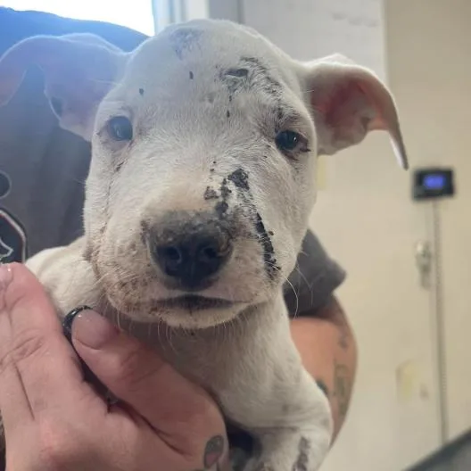 A baby small-sized male White / Cream Pit Bull Terrier dog named Dice for adoption in Fort Collins, CO